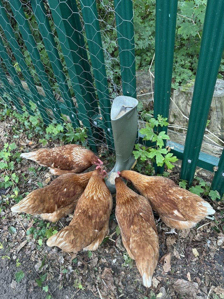 Chickens feeding around a wellington boot used as a feeder