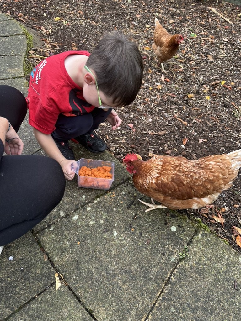 Child feeding chopped carrot to a chicken in the garden