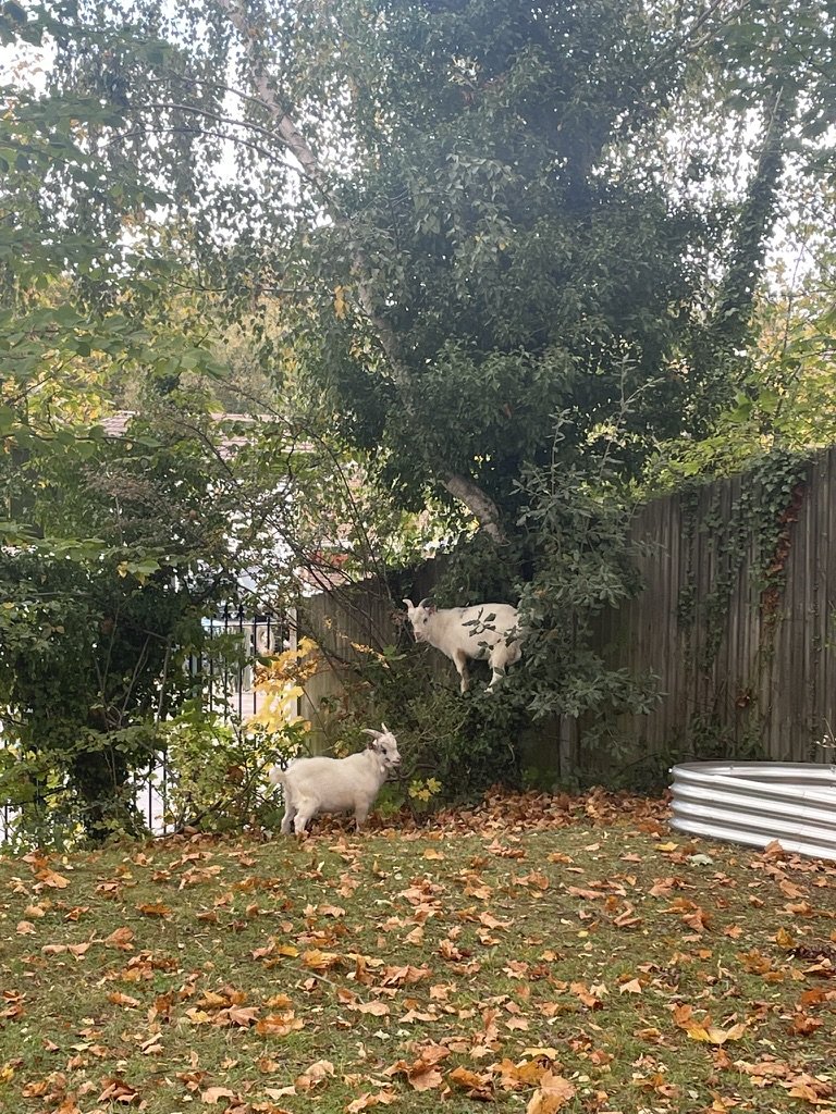 Two white goats exploring the garden among autumn leaves