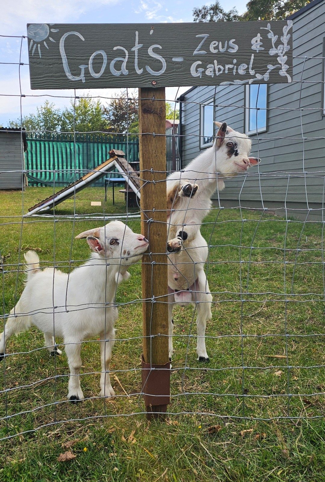 Zeus and Gabriel the goats at The Daffodil Project