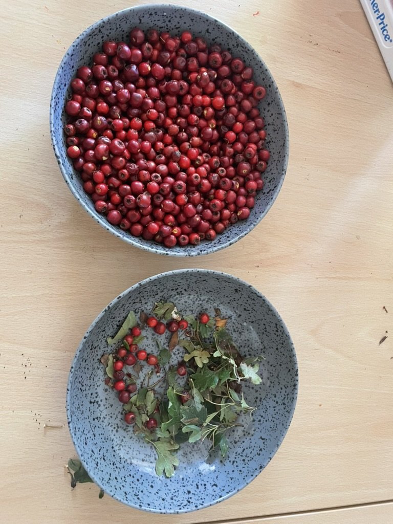 Two bowls of freshly picked red hawthorn berries