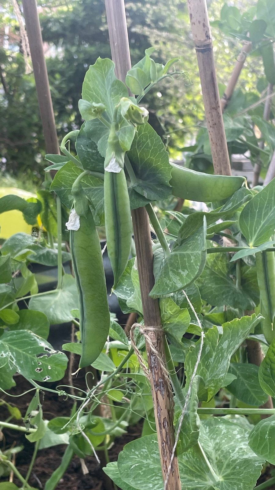 Runner beans grown in the garden at The Daffodil Project