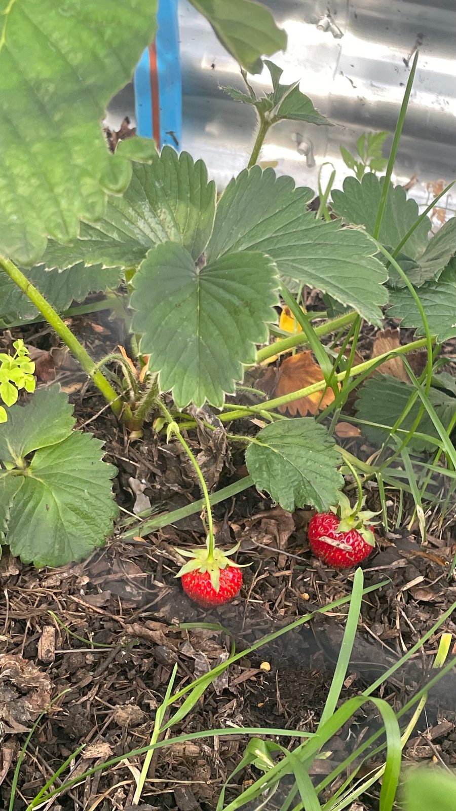 Strawberries grown in the garden at The Daffodil Project